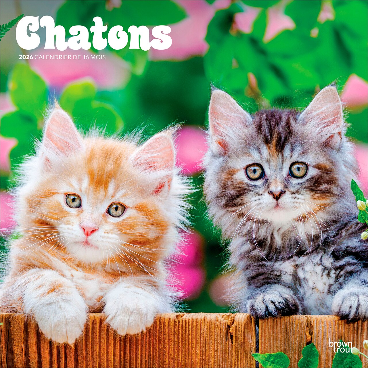 Chatons | 2026 12 x 24 Inch (Hanging) Monthly Square Wall Calendar | French Language